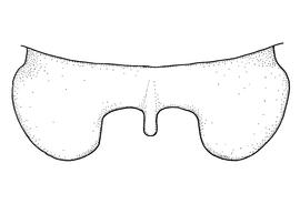   Anthidium hallinani  male, diagram showing dorsal view of seventh tergum (T7), diagram from Gonzalez and Griswold 2013 
